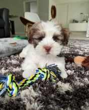Super adorable Male and Female Havanese Puppies for adoption Image eClassifieds4u 1