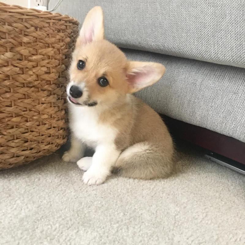 Pembroke Welsh Corgi Puppies Ready Image eClassifieds4u