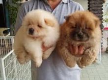 Adorable Chow Chow Puppies Now Ready For Adoption