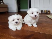 lovely Male and Female Maltese Puppies for adoption