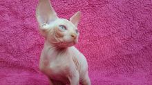 Purebreed Canadian Sphynx kittens 4 sale.Email petsfarm21@gmail.com