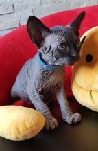 Purebreed Canadian Sphynx kittens 4 sale.Email petsfarm21@gmail.com
