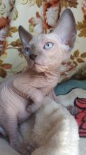 Purebreed Canadian Sphynx kittens 4 sale.Email petsfarm21@gmail.com or tx ((831)-512-9409