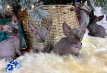 Purebreed Canadian Sphynx kittens 4 sale.Email petsfarm21@gmail.com or tx ((831)-512-9409 Image eClassifieds4u 3