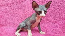 Purebreed Canadian Sphynx kittens 4 sale.Email petsfarm21@gmail.com or tx ((831)-512-9409 Image eClassifieds4u 2