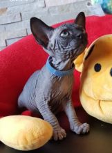 Purebreed Canadian Sphynx kittens 4 sale.Email petsfarm21@gmail.com Image eClassifieds4u 2