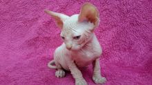 Purebreed Canadian Sphynx kittens 4 sale.Email petsfarm21@gmail.com or tx ((831)-512-9409 Image eClassifieds4u 3