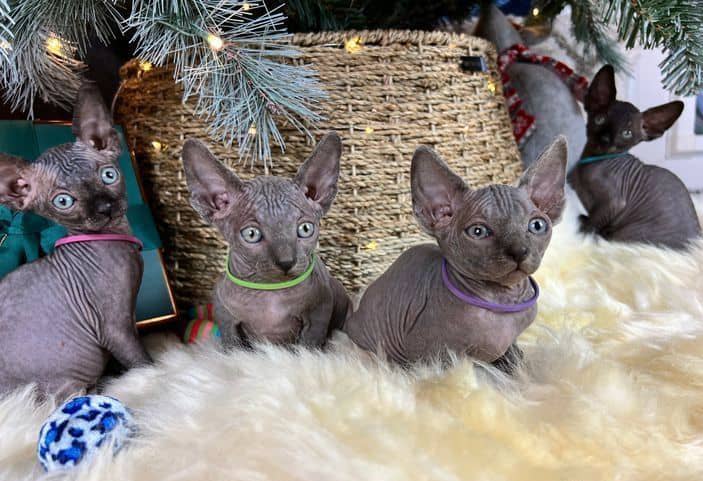 Purebreed Canadian Sphynx kittens 4 sale.Email petsfarm21@gmail.com or tx ((831)-512-9409 Image eClassifieds4u