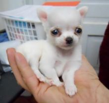 We have two beautiful Chihuahua pups