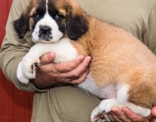 I have two saint bernard puppies for adoption.