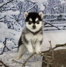 registered male and female Pomsky puppies