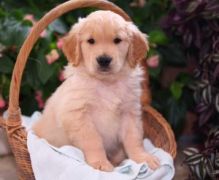 2 Golden Retriever Puppies