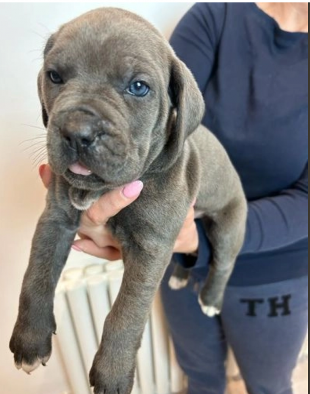 Cane Corso puppies for sale Image eClassifieds4u