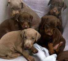 Male and female Dobermans pups Image eClassifieds4u 2