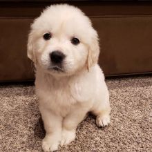 Golden Retriever puppies available in good health condition