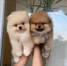 Pomeranian puppies available in good health condition for new homes