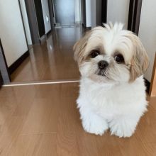 Shih Tzu puppies available in good health condition for new homes