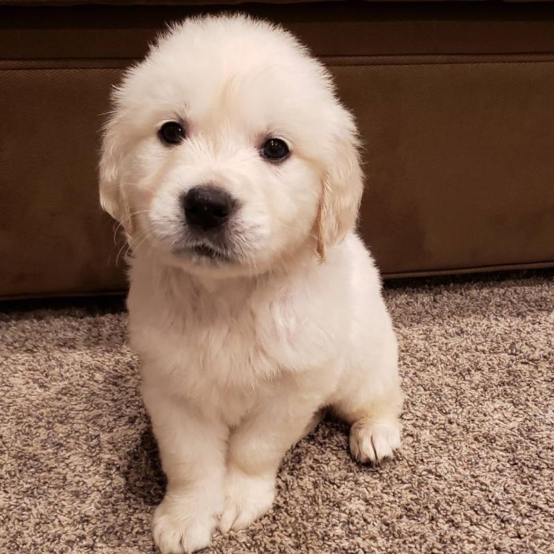 Golden Retriever puppies available in good health condition EMAIL: ricecarrut@gmail.com Image eClassifieds4u