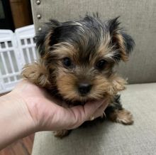 Teacup Yorkie Puppies For Adoption You Can Get To Us At britannyjones780@gmail.com Image eClassifieds4u 2