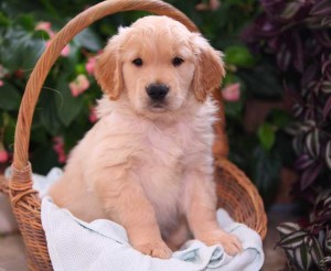 Male and female Golden Retriever puppies Image eClassifieds4u