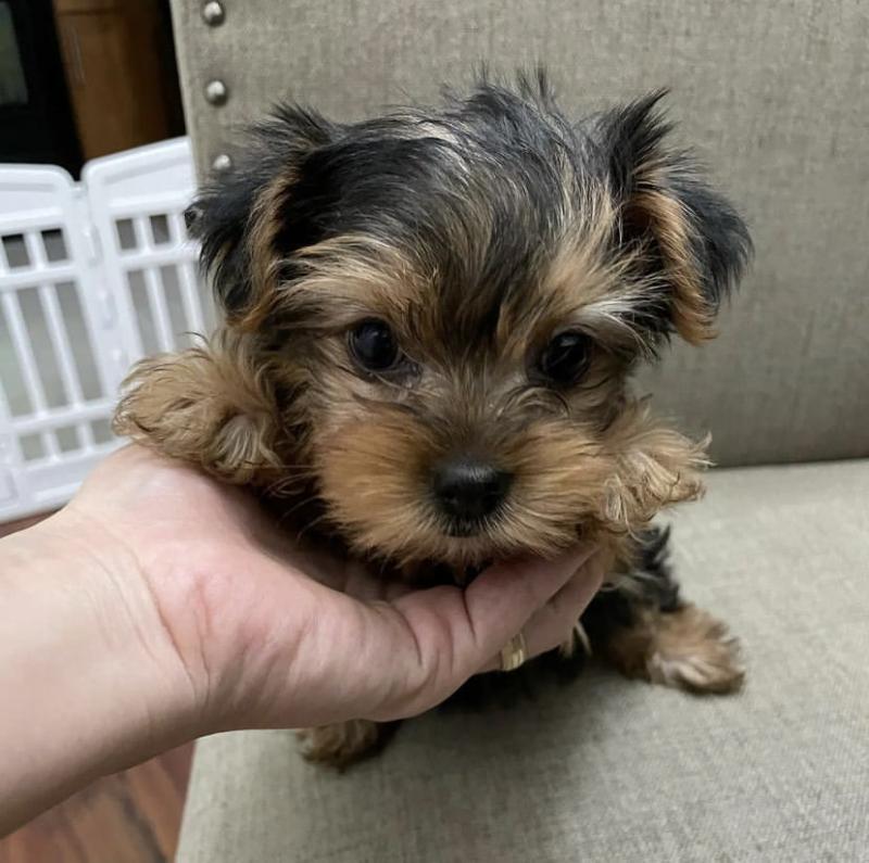 Teacup Yorkie Puppies For Adoption You Can Get To Us At britannyjones780@gmail.com Image eClassifieds4u