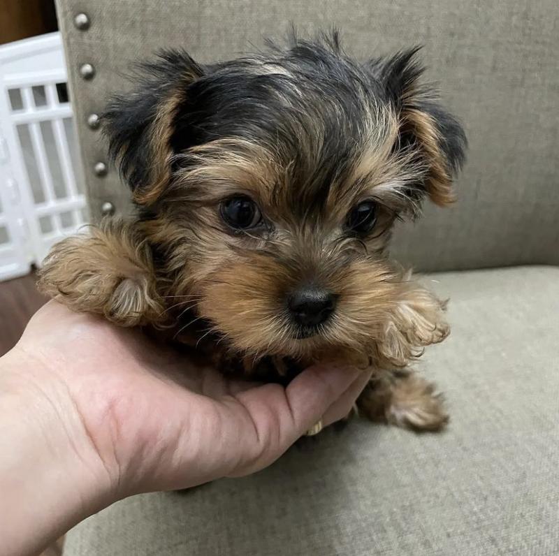 Teacup Yorkie Puppies For Adoption You Can Get To Us At britannyjones780@gmail.com Image eClassifieds4u