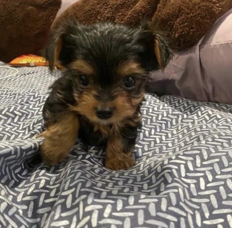 Teacup Yorkie Puppies For Adoption You Can Get To Us At britannyjones780@gmail.com Image eClassifieds4u