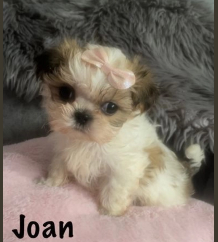 Beautiful Shih Tzu puppies for sale Image eClassifieds4u