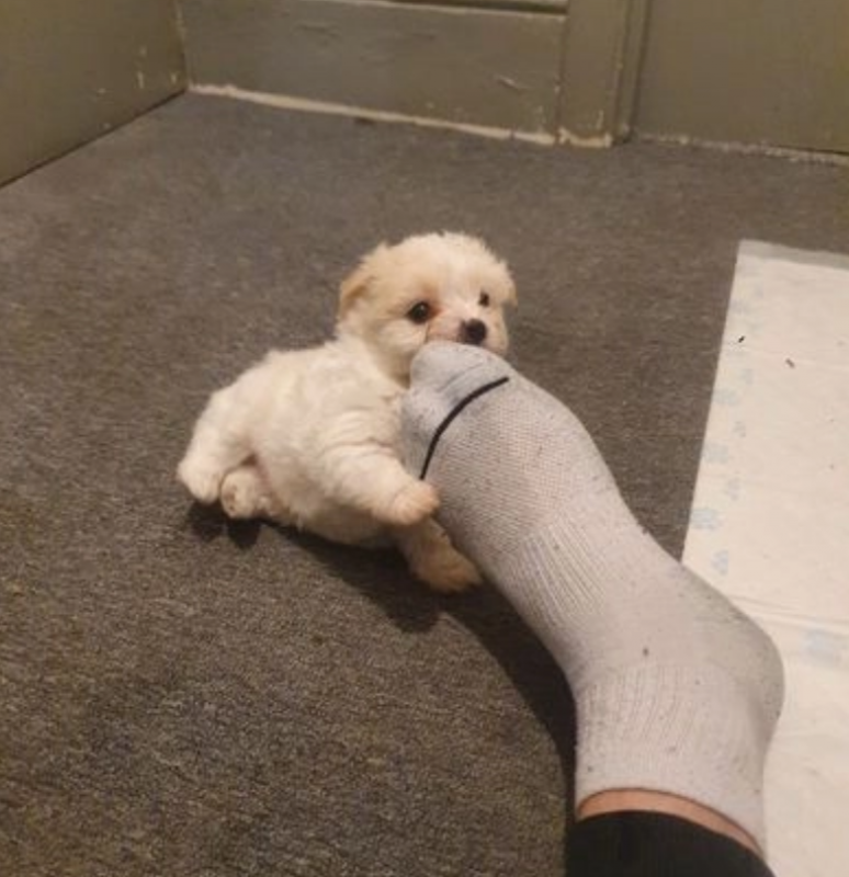 Havanese puppies for sale Image eClassifieds4u