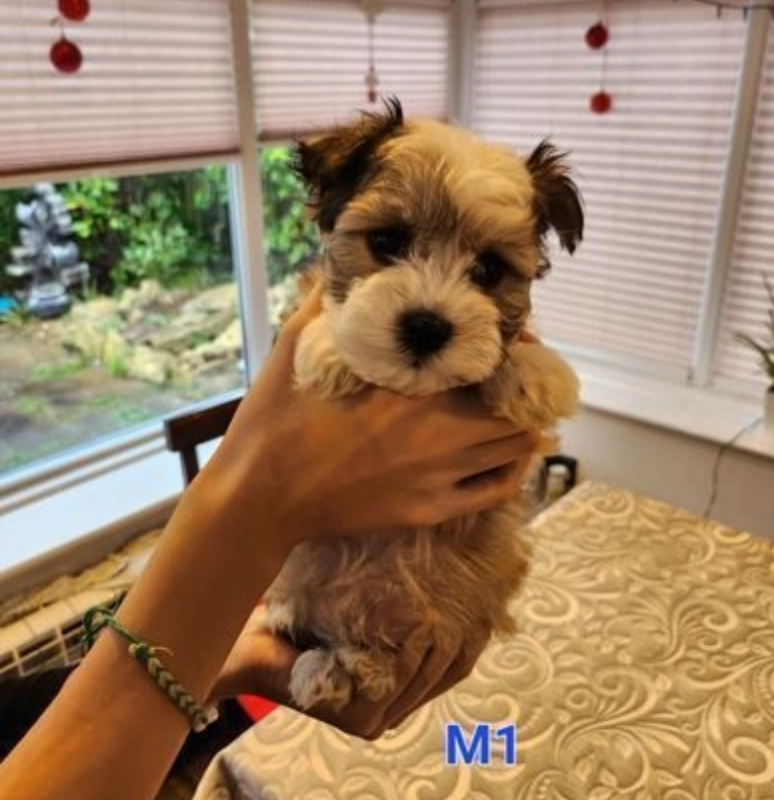 Havanese puppies for sale Image eClassifieds4u