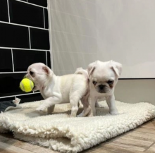 KC Registered Pug puppies available Image eClassifieds4u 4