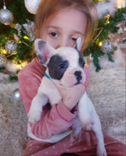 Stunning french bulldog puppies for sale Image eClassifieds4u 4