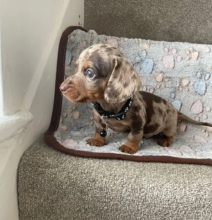 stunning litter of miniature Dachshund Puppies Image eClassifieds4u 3