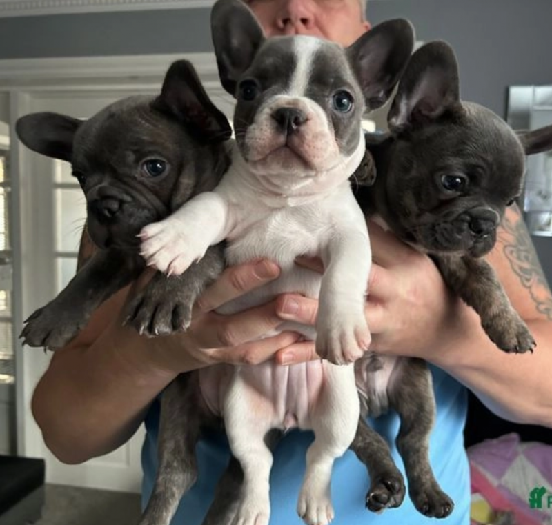 Stunning french bulldog puppies for sale Image eClassifieds4u