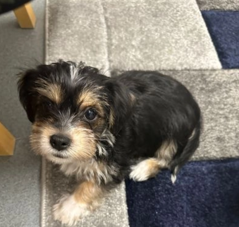 Beautiful Morkie puppies for sale Image eClassifieds4u