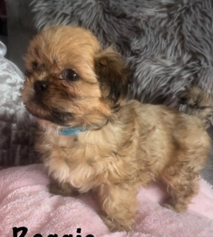Fantastic litter of Shih Tzu puppies available Image eClassifieds4u