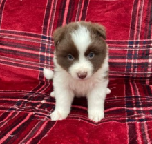 border collie pups available Image eClassifieds4u 2