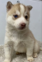 Stunning Siberian Husky puppies Image eClassifieds4u 3