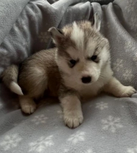 Stunning Siberian Husky puppies Image eClassifieds4u 4