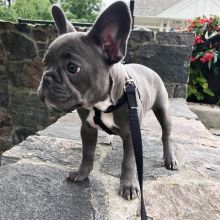 French Bulldog Puppies available, updated on vaccines