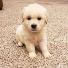 Golden Retriever puppies available in good health condition