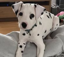 Male and Female Dalmatian Puppies