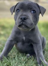 Top Quality Blue Staffordshire bull terrier puppies