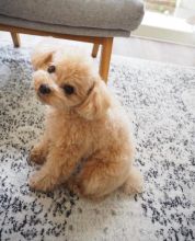 Toy poodle puppies available in good health condition for new homes