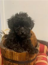 Toy Poodle puppies for adoption