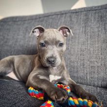 Blue Nose American Pit Bull Terrier Pups available EMAIL: fordellis2@gmail.com