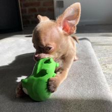 Chihuahua Puppies Available for adoption EMAIL: fordellis2@gmail.com