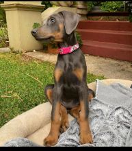 Doberman Pinscher Puppies Available For Good Homes EMAIL: ricecarrut@gmail.com