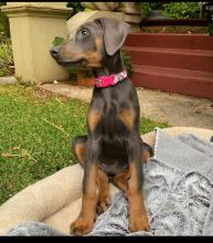 Doberman Pinscher Puppies Available For Good Homes