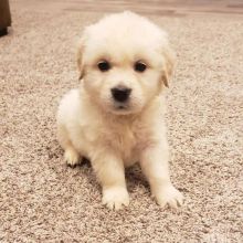 Golden Retriever puppies available EMAIL: ricecarrut@gmail.com